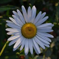 Сергей Мошков-Леля