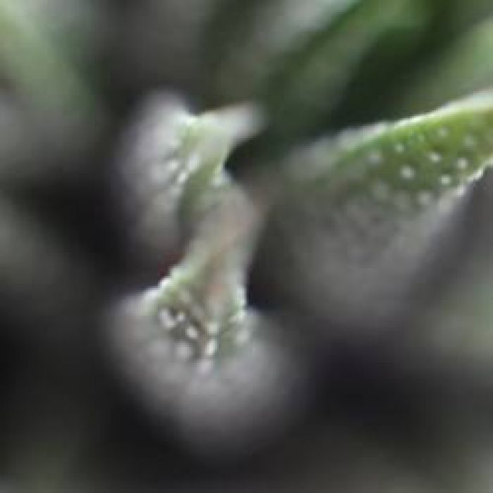 АЛЕКСЕЙ АЕДОНИЦКИЙ-БРЕД КАКОЙ-ТО