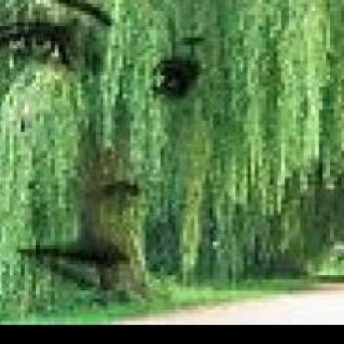 Александр Альтергот-Ивушка плакучая