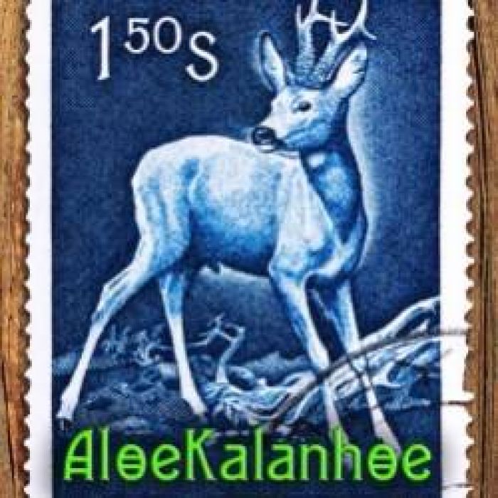 Aloekalanhoe-За полярным кругом