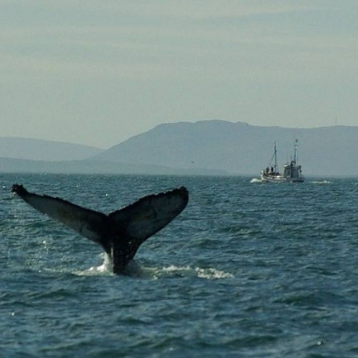 Аморальные песни-Индиго - песни синих китов