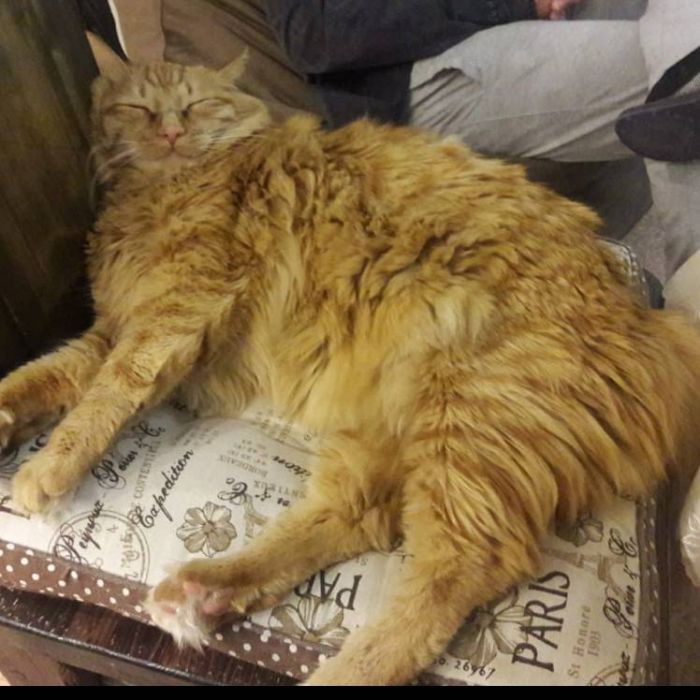 Боба Мордопёсов-Батон