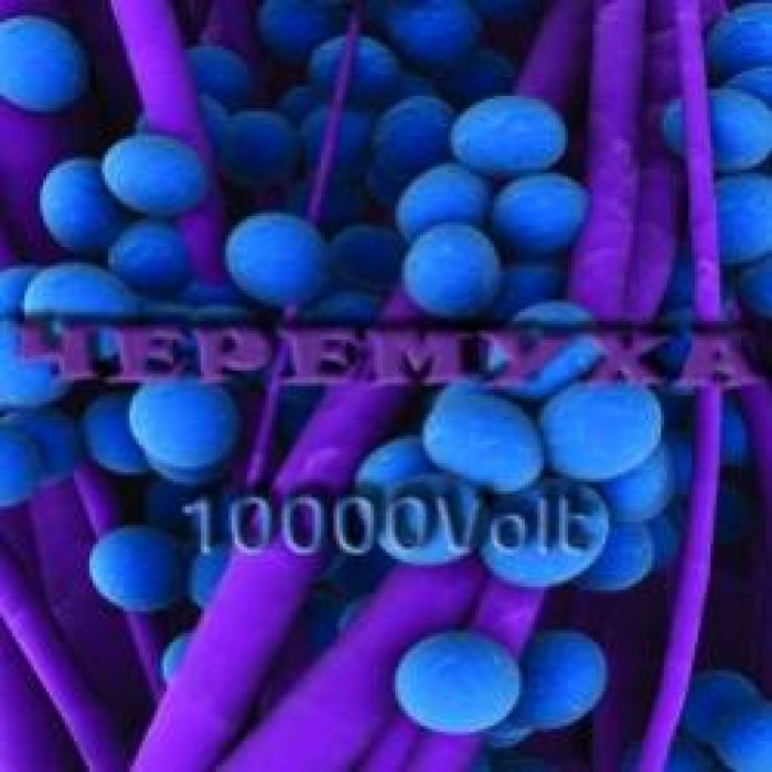 Черемуха-Письмо Отцу