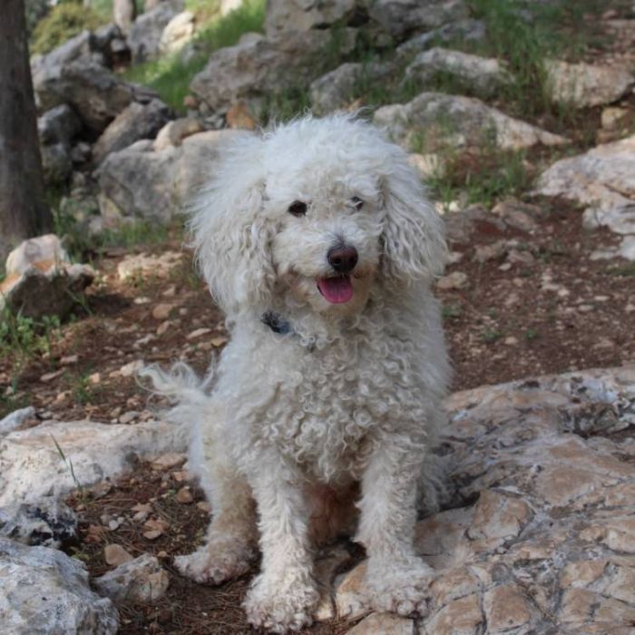 Гильгулим Евгений Кузьмин-Бармаглот