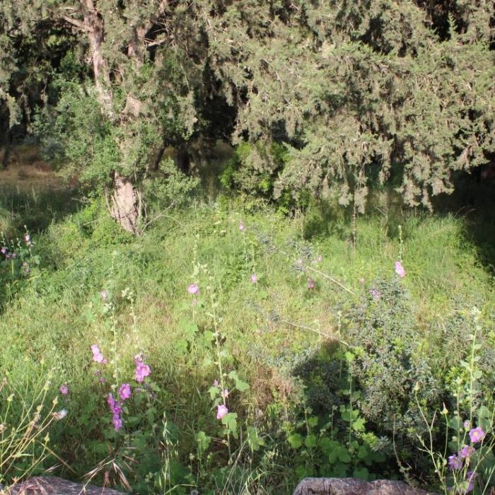 Гильгулим-Песня ведьм