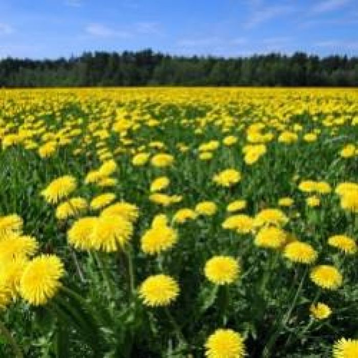 Хакки   Фрум-Мой  сон