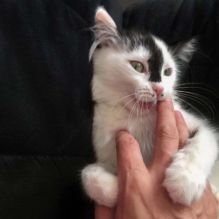 Любовный скотч - Укус котёнка