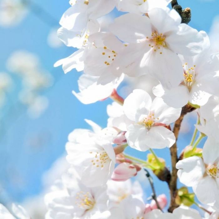 Максим Стругак-Задушевная  песня