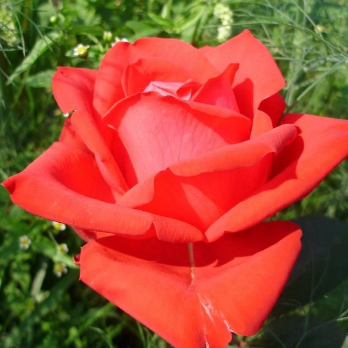 Павел Маркин-Ты прости меня окаянного