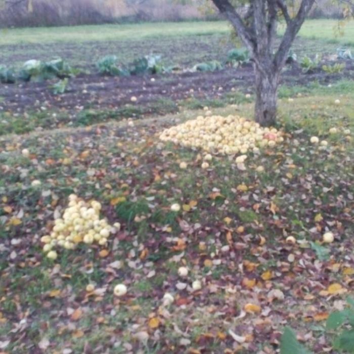 Сергей Мошков-А за окошечком Овсень мой Брат