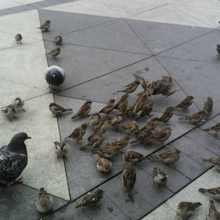 Сергей Мошков-Дохлёбываем август