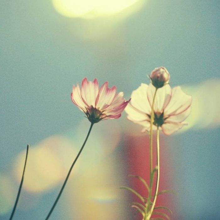 Сергей Мошков-Это вишни твои и мои