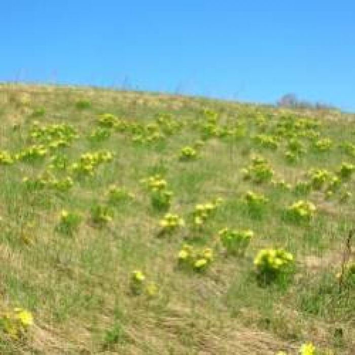 Сергей Мошков-Горицвет поляночку расцветил