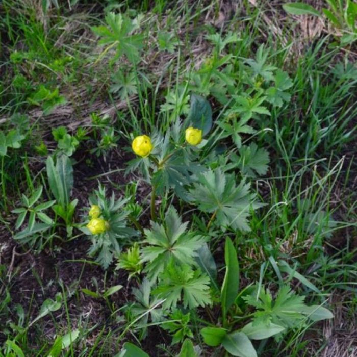 Сергей Мошков-И жизней сонм в соловьем свисте