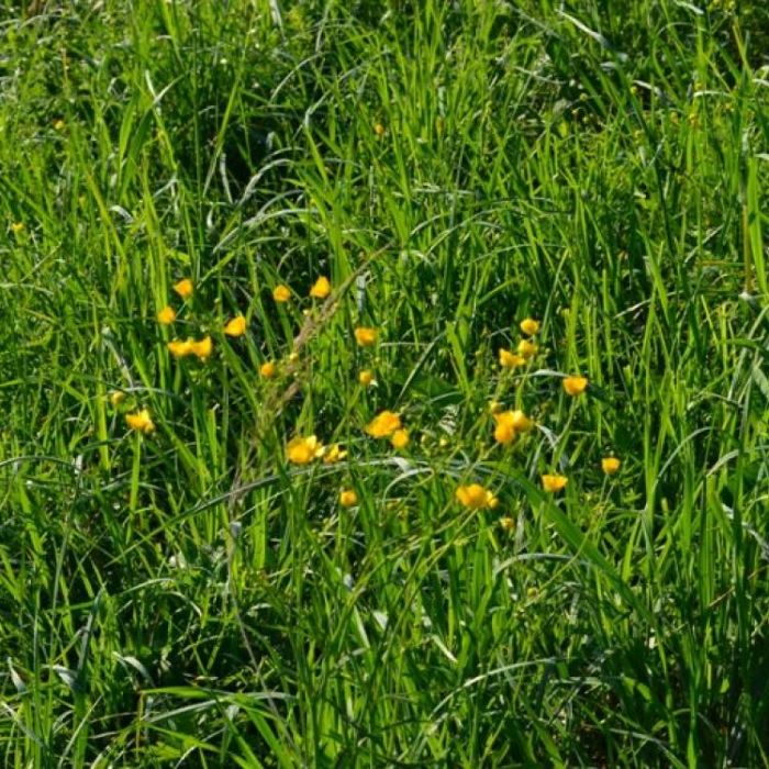 Сергей Мошков-Не оторвать руки нам от руки