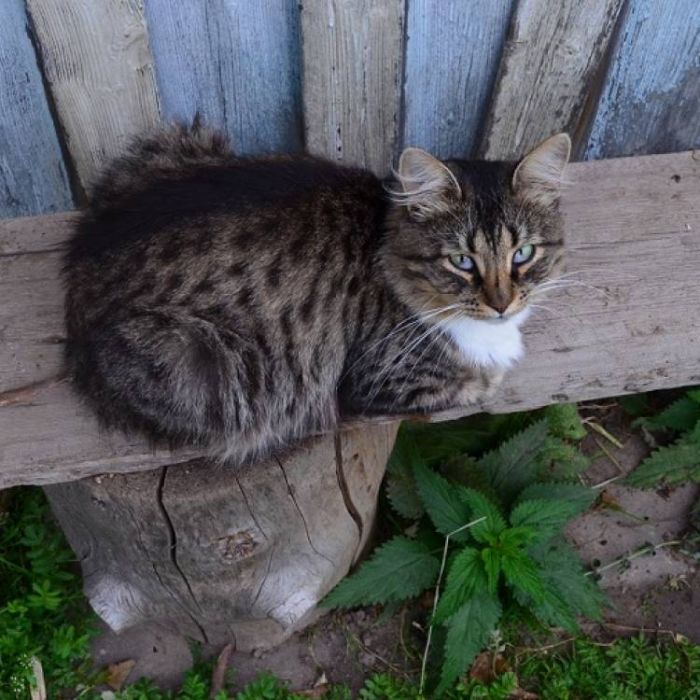 Сергей Мошков-Поеду в деревню