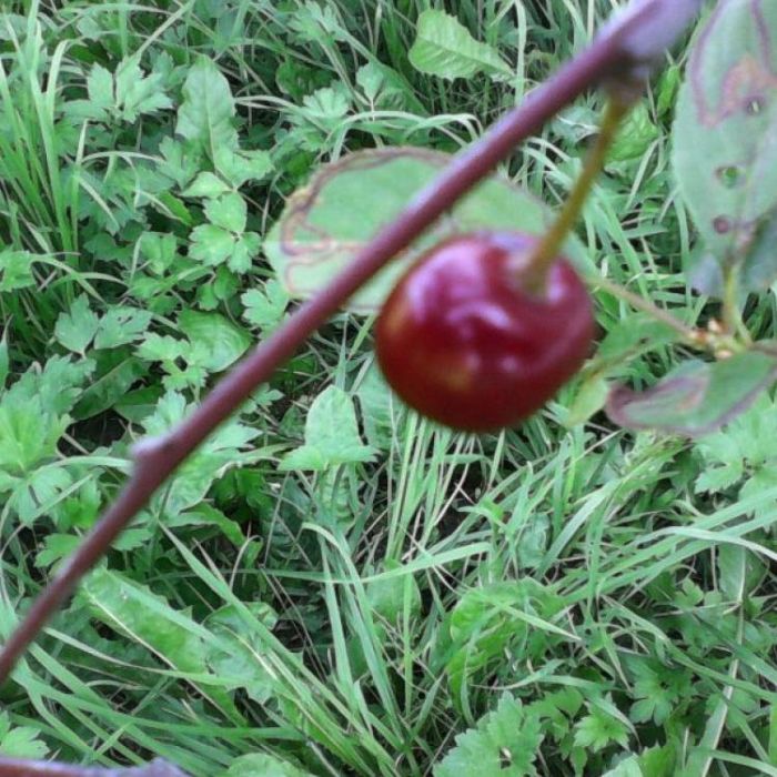 Сергей Мошков-Рдеет Червень