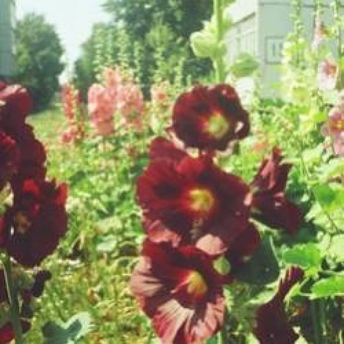 Сергей Мошков-Ты мальву любишь