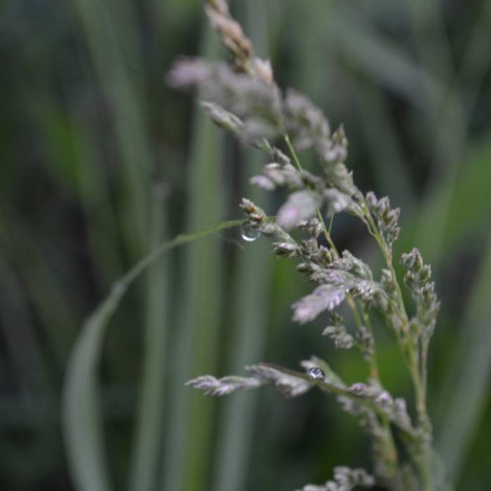 Сергей Мошков-Ветер и Дождь