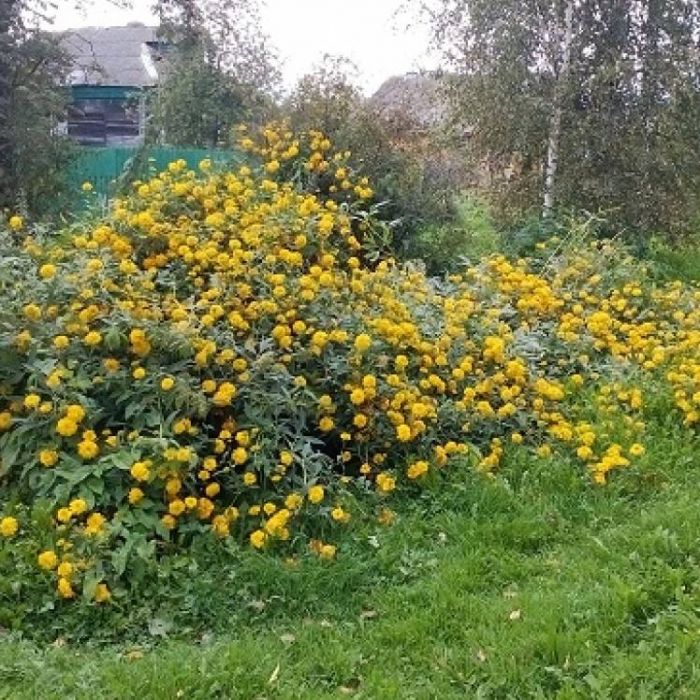 Сергей Мошков-Золотые шары