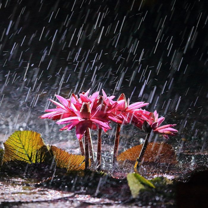 Синтетические Усы - Айсберг