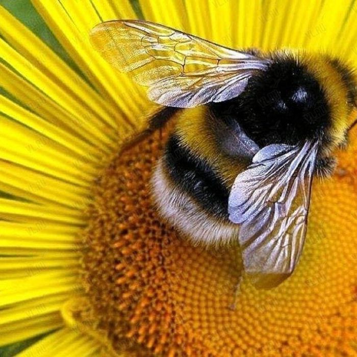 Сообщество Эгон Байков и друзья (СЭБИД)  - Девятая планета