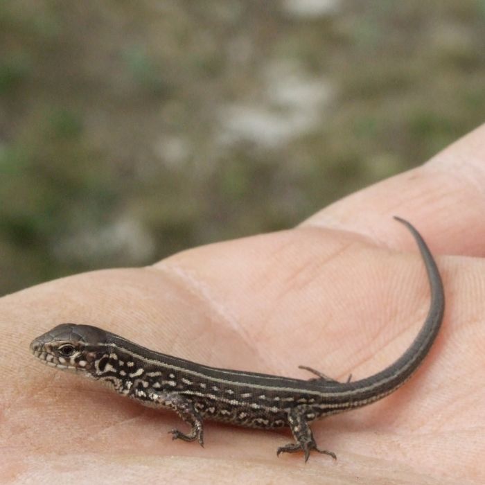 Сообщество Эгон Байков и друзья (СЭБИД)  - узункуль