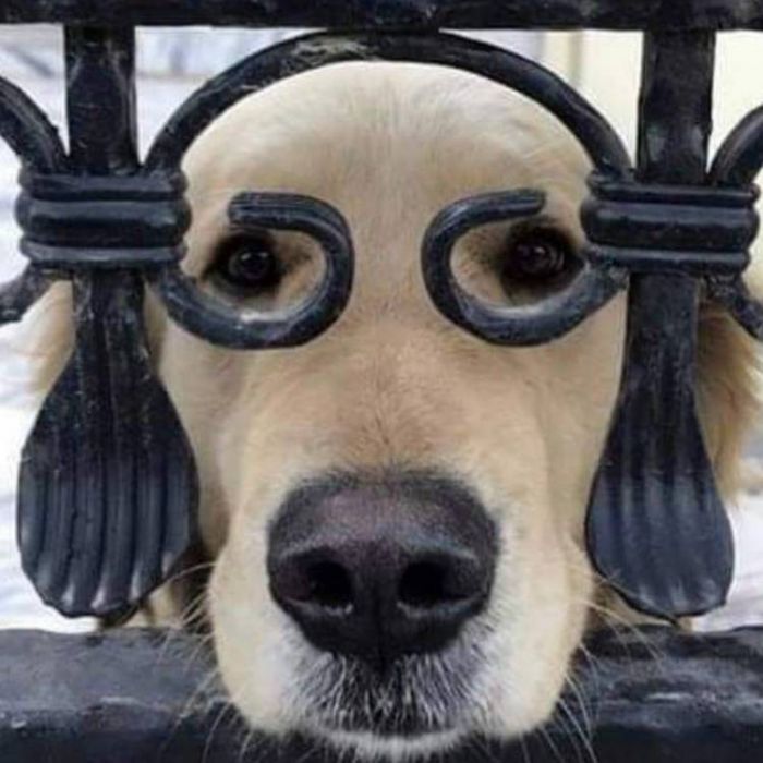 Steve Shenker-шалый пёс