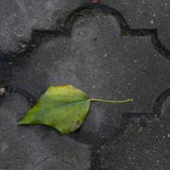 Suvorov-Листья опали