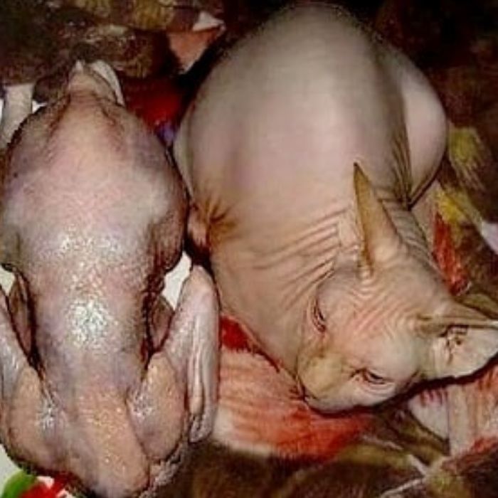 VeraNacii Vaxy IvaNNo - Малина курятникам